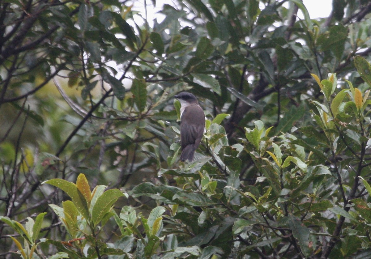 Brown-backed Whistler - ML629694605