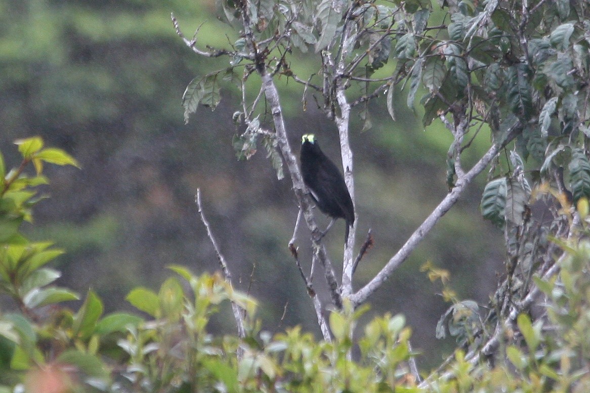 Short-tailed Paradigalla - ML629694611