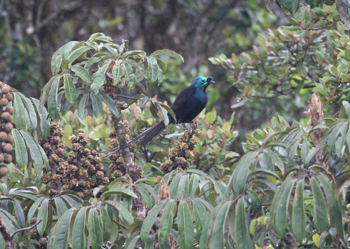 Ribbon-tailed Astrapia - ML629694616