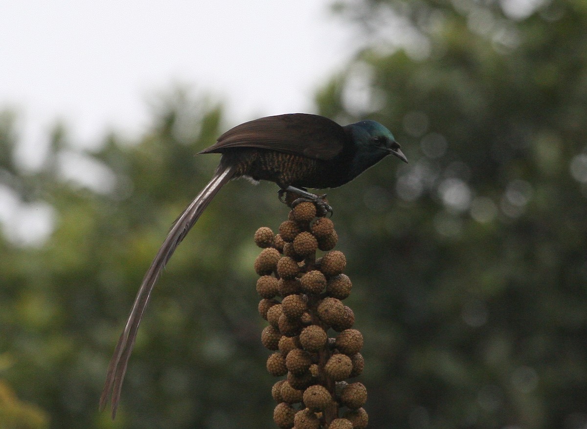 Ribbon-tailed Astrapia - ML629694667