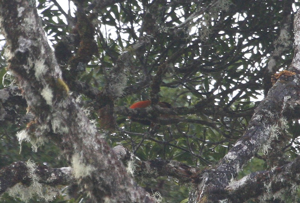 Crested Satinbird (Red) - ML629694669