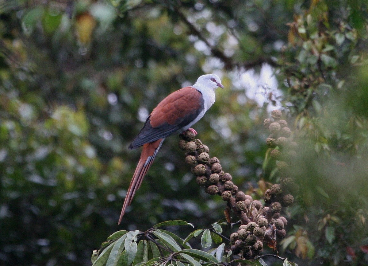 Great Cuckoo-Dove - ML629694687