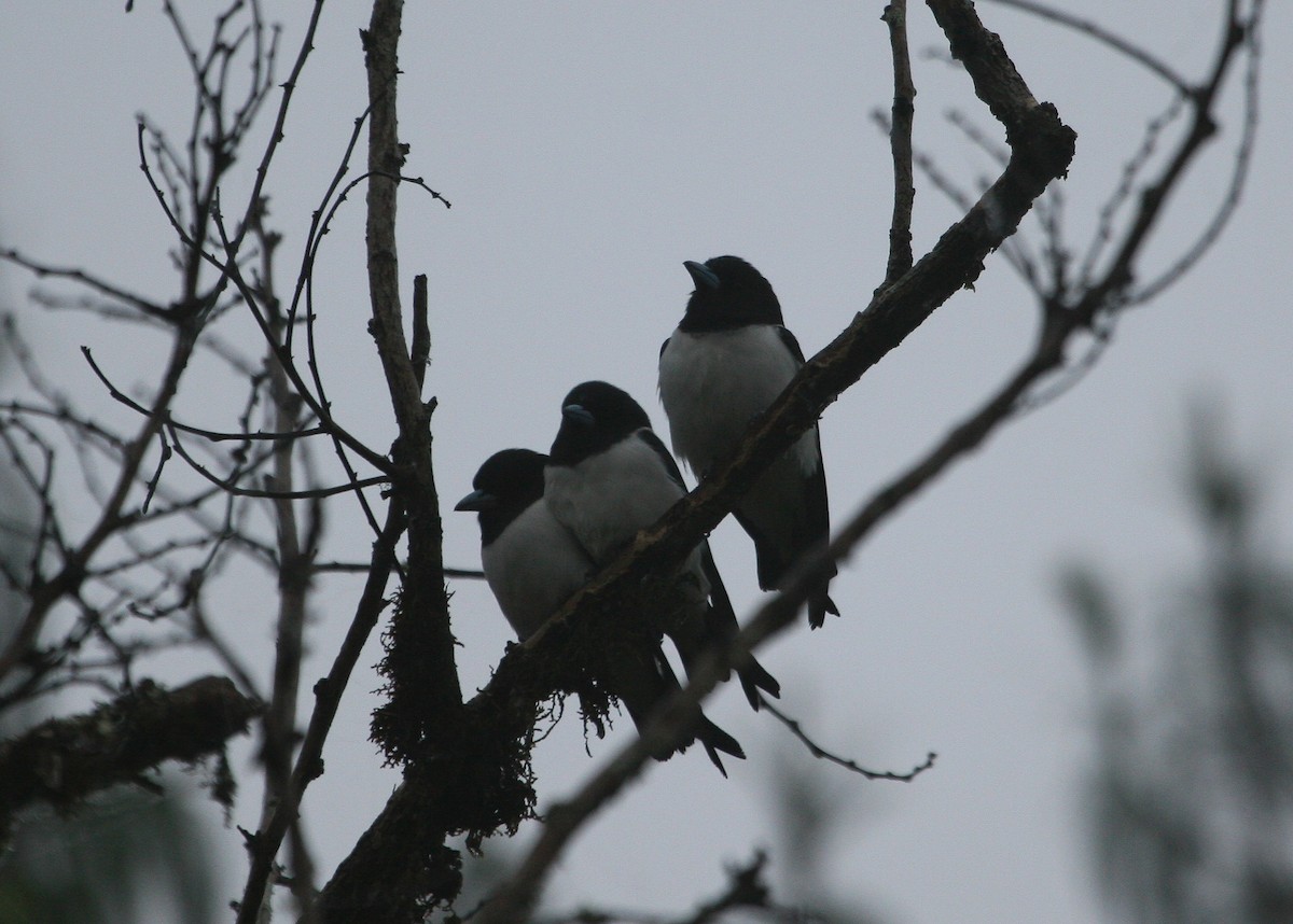 Great Woodswallow - ML629694694