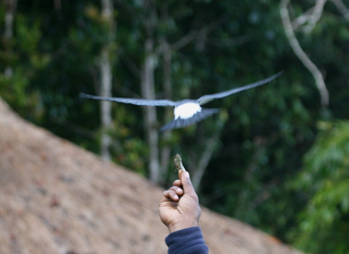 Great Woodswallow - ML629694706