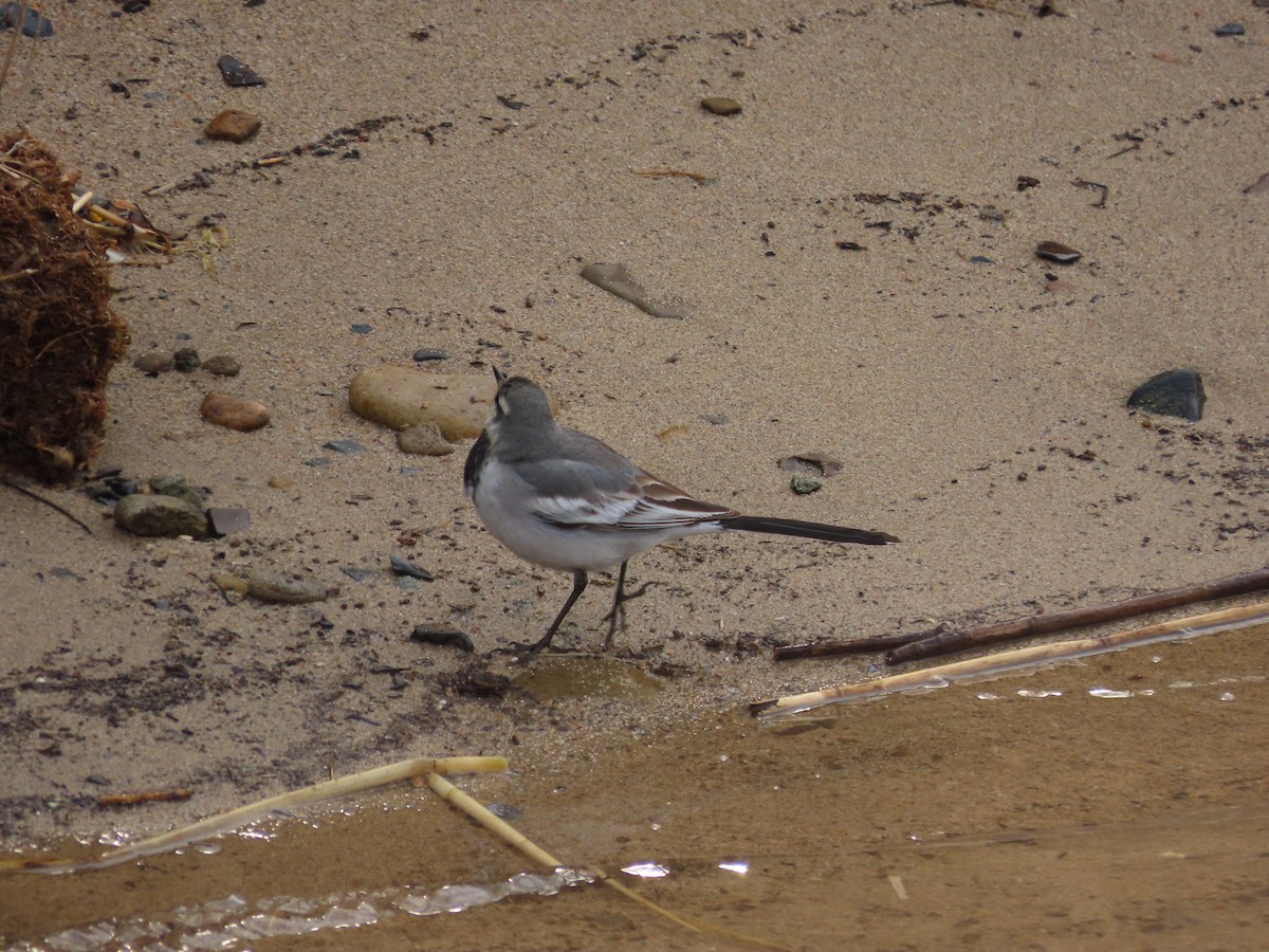 White Wagtail (Black-backed) - ML629694872