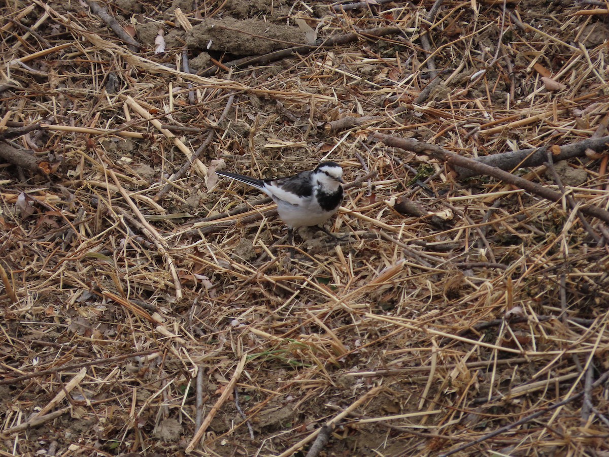 White Wagtail (Black-backed) - ML629694873