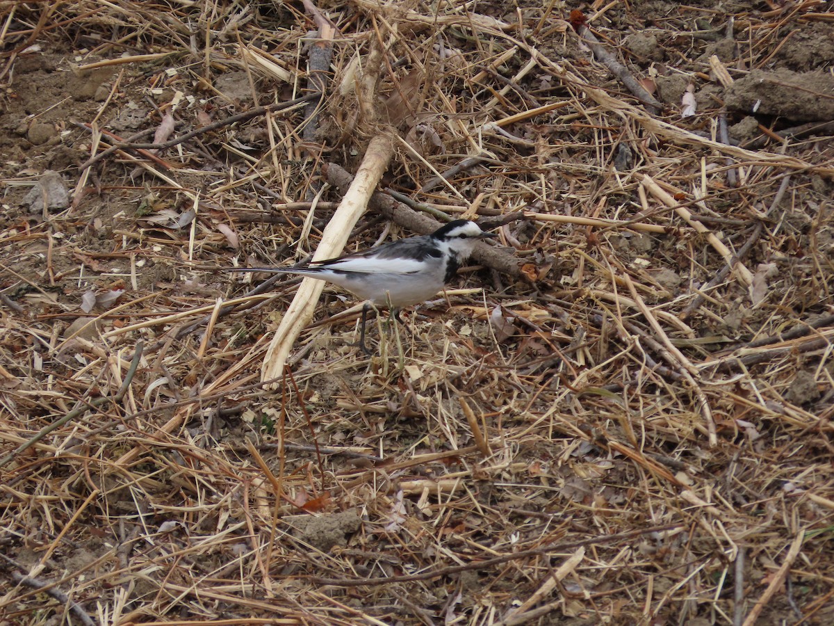 White Wagtail (Black-backed) - ML629694874