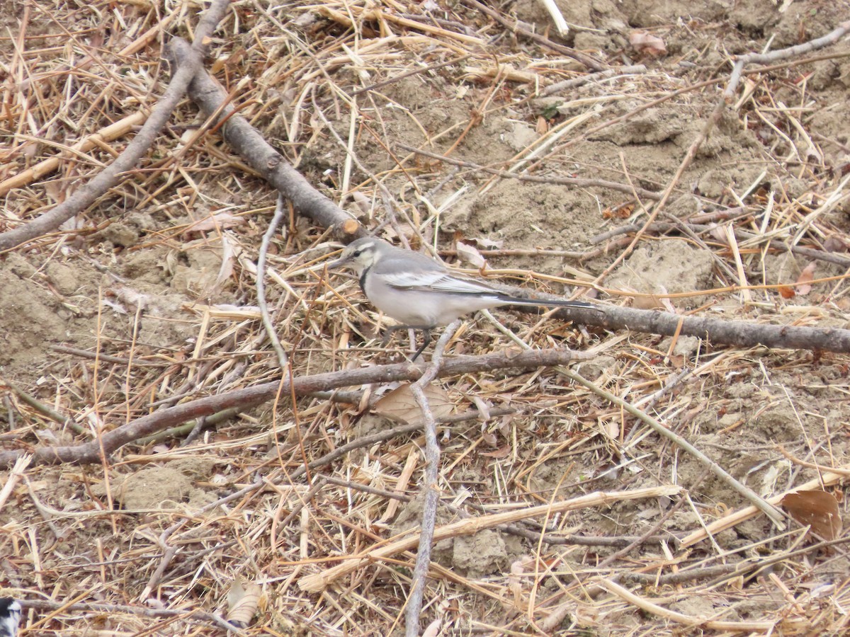 White Wagtail (Black-backed) - ML629694875