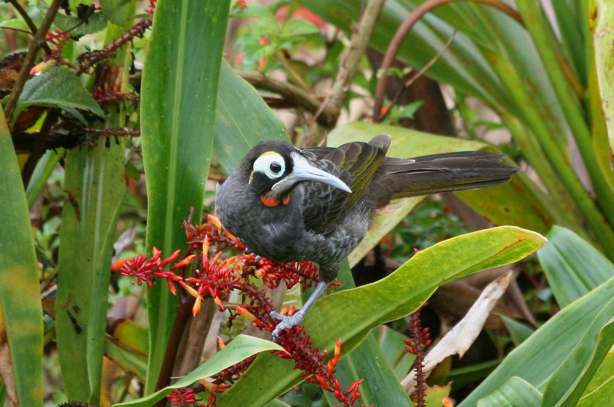 Yellow-browed Melidectes - ML629694889