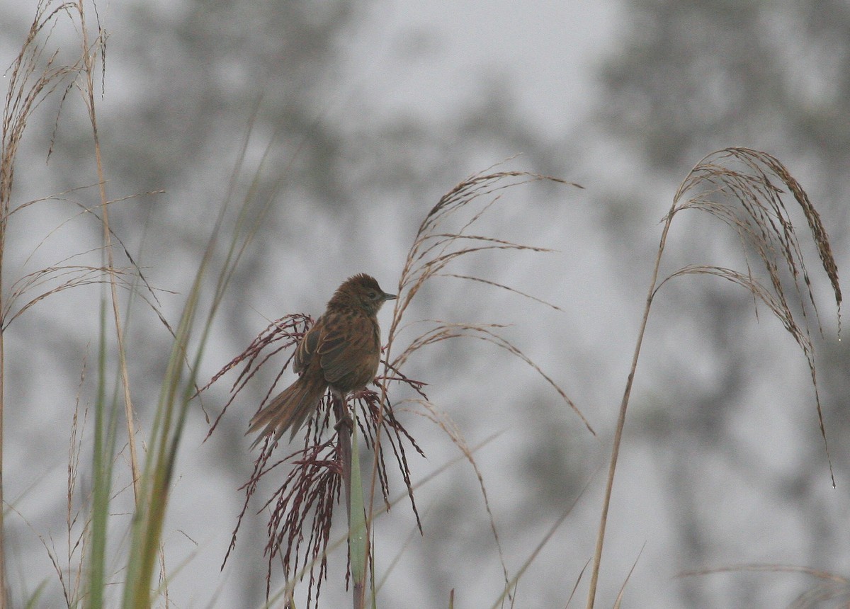 Papuan Grassbird (macrurus Group) - ML629694982