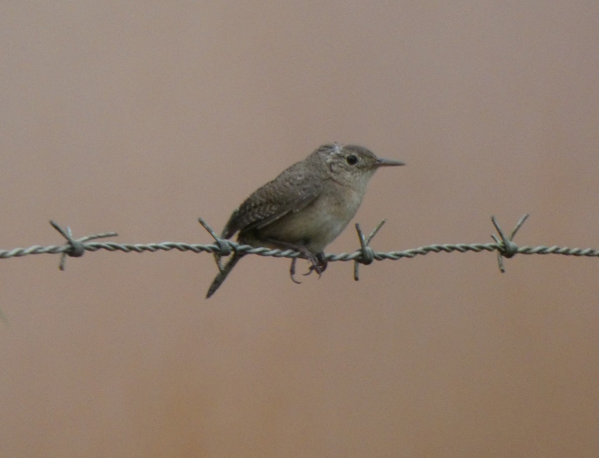 Southern House Wren - ML629695089