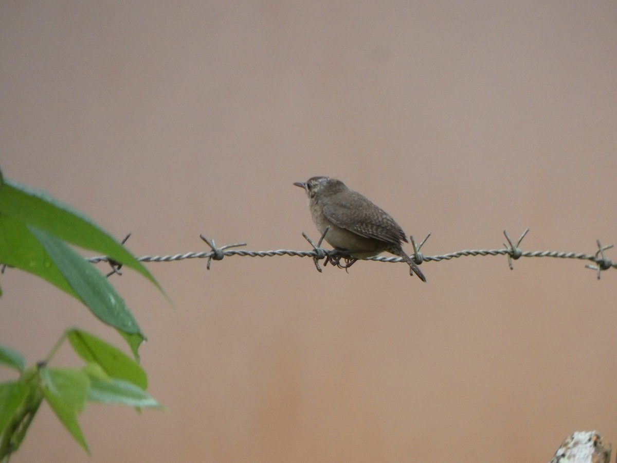 Southern House Wren - ML629695090