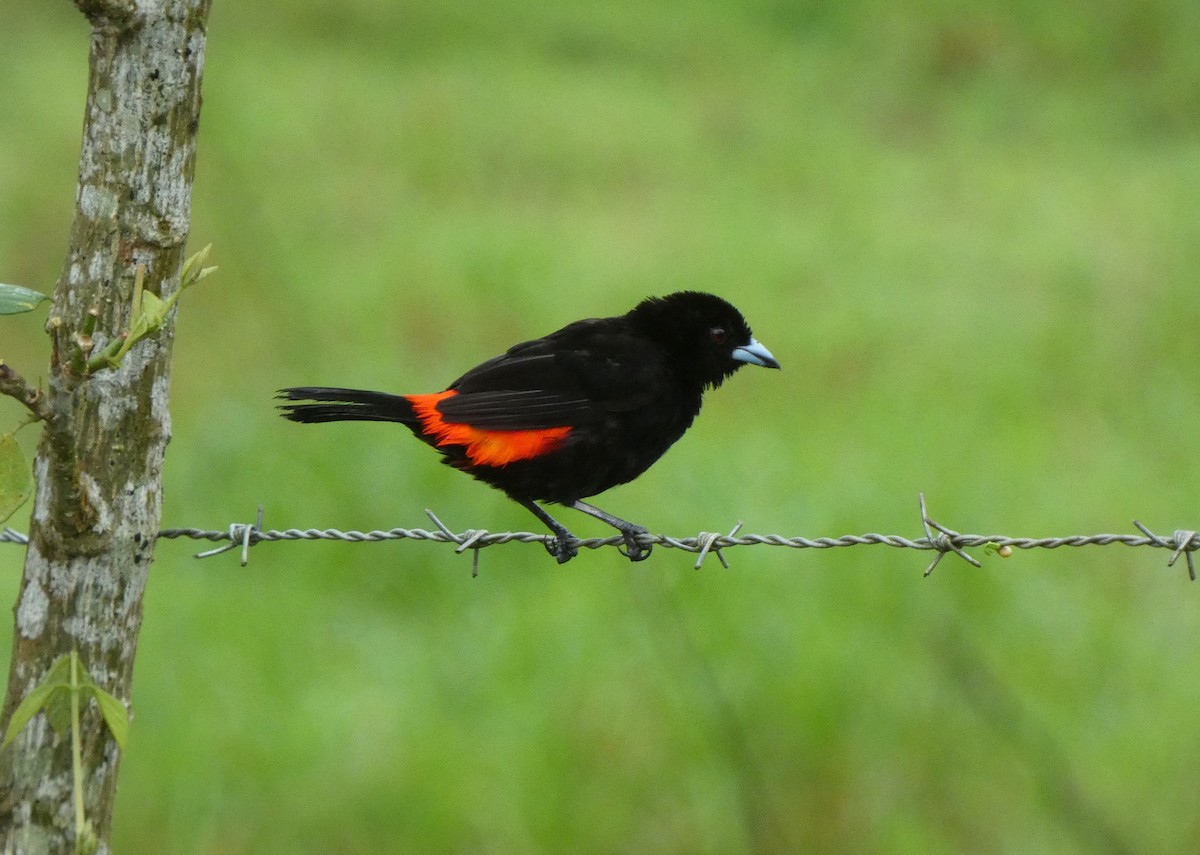 Scarlet-rumped Tanager (Passerini's) - ML629695153