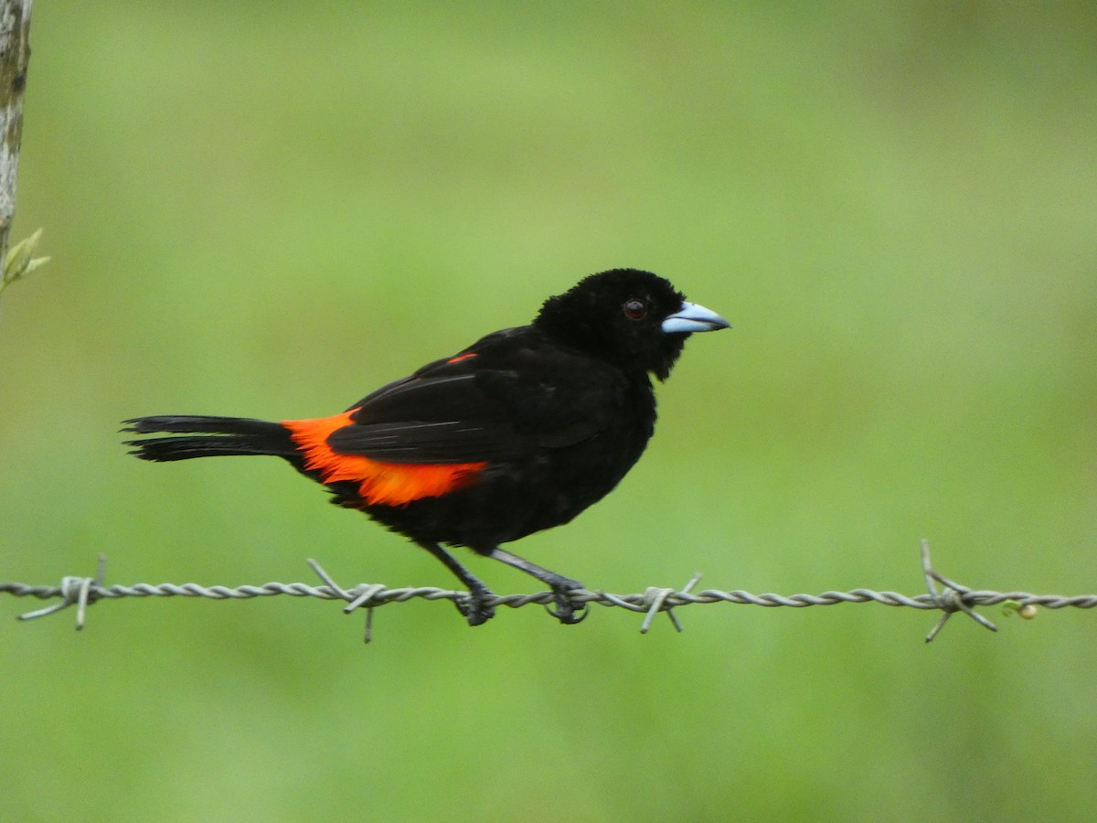 Scarlet-rumped Tanager (Passerini's) - ML629695154