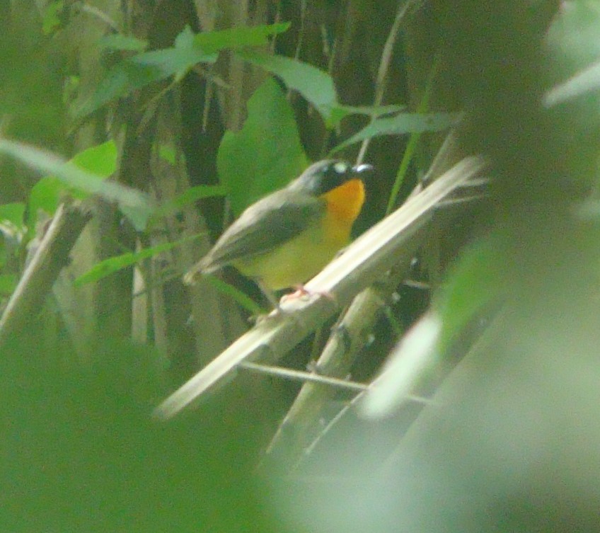 Yellow-breasted Forest Robin - ML629695190