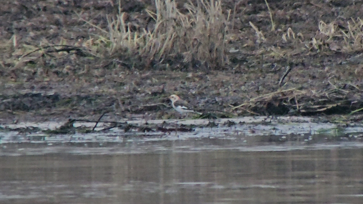 Snow Bunting - ML629695287