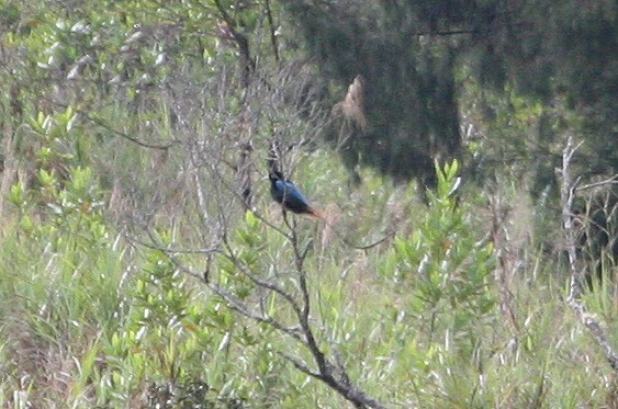 Blue Bird-of-Paradise - ML629695334