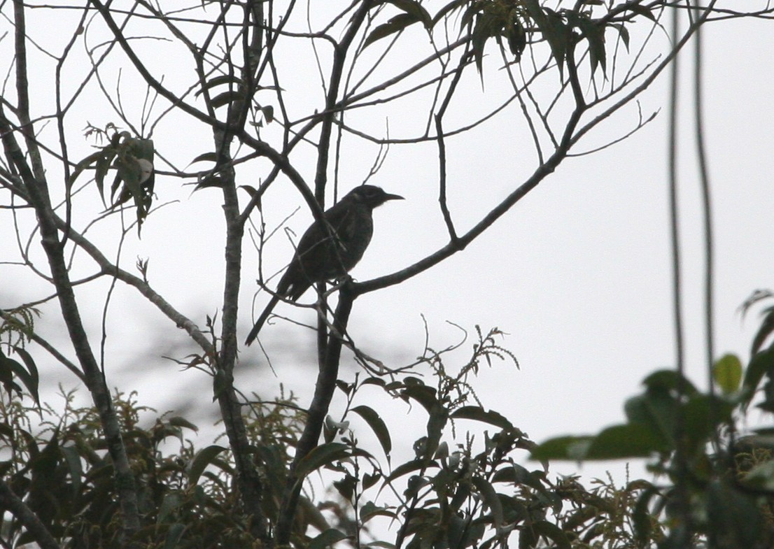Marbled Honeyeater - ML629695362