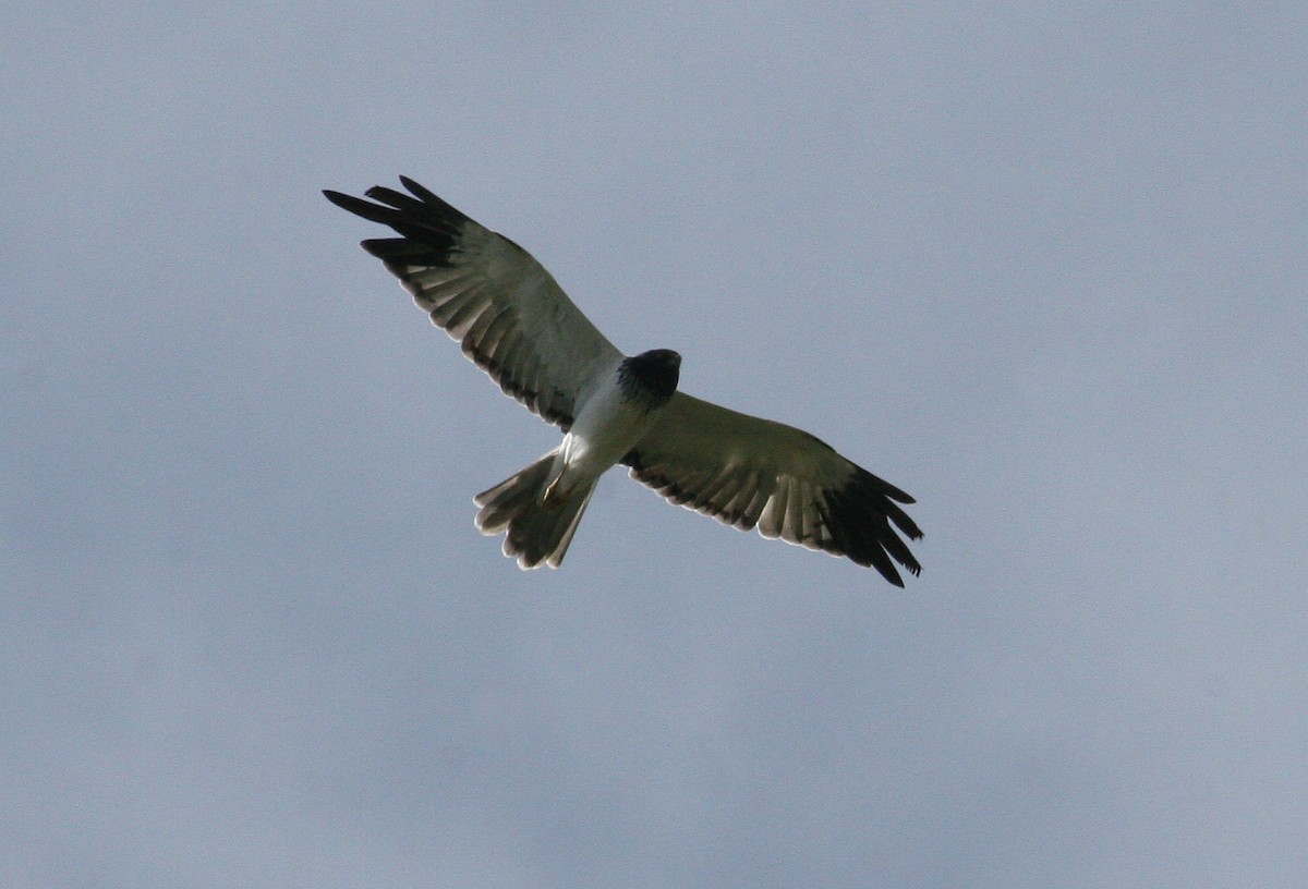 Papuan Harrier - ML629695380