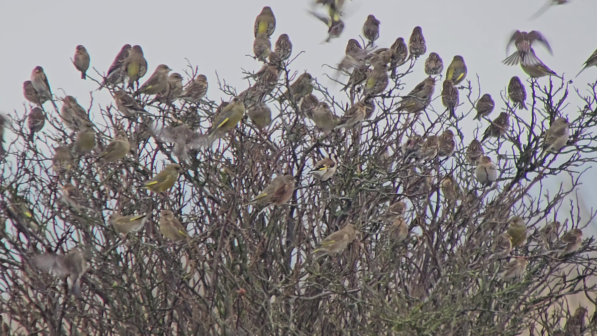 Eurasian Linnet - ML629695683