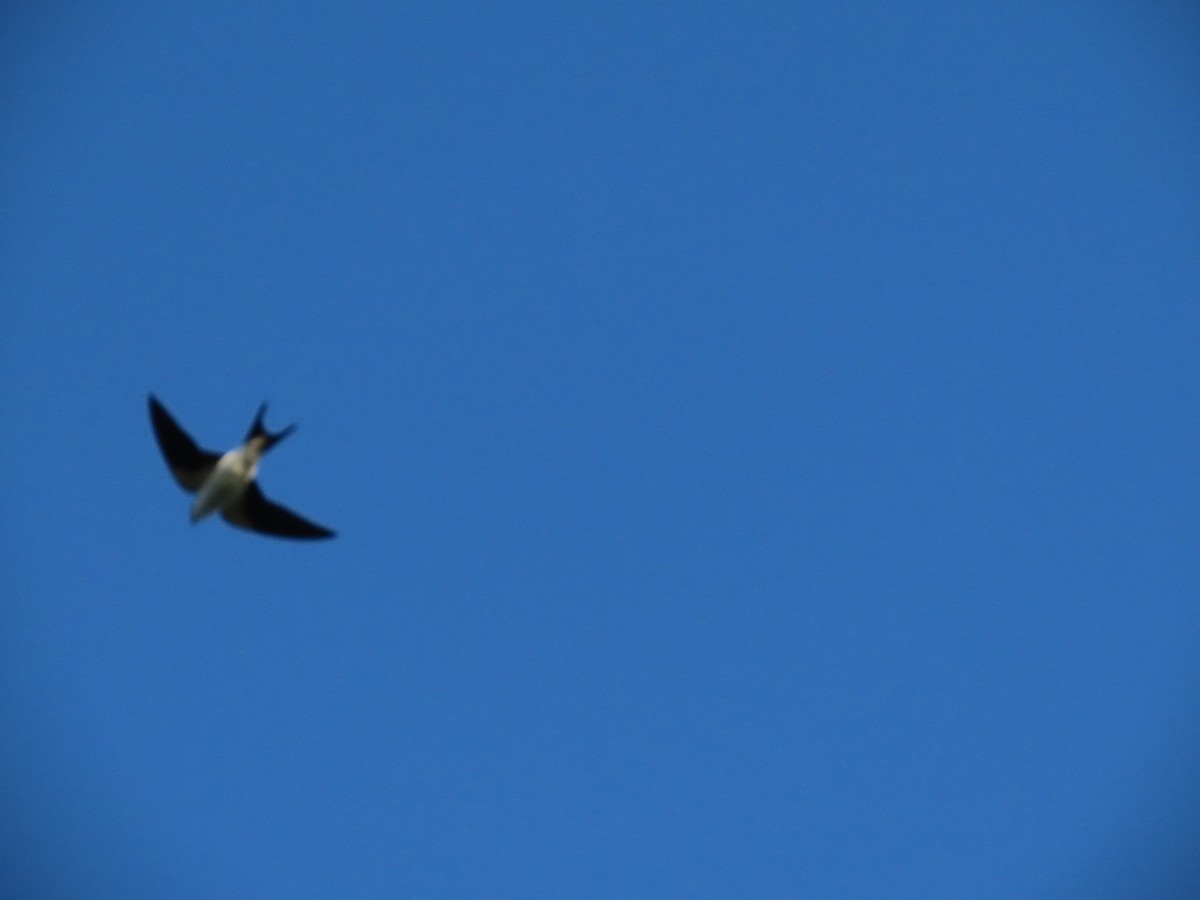 Bahama Swallow - ML629695688