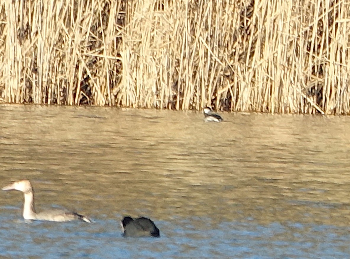 Horned Grebe - ML629695877