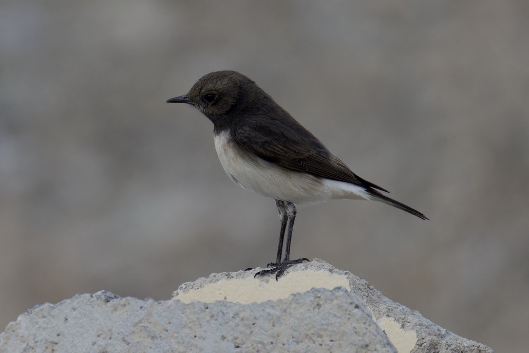 ML629695981 - Variable Wheatear - Macaulay Library