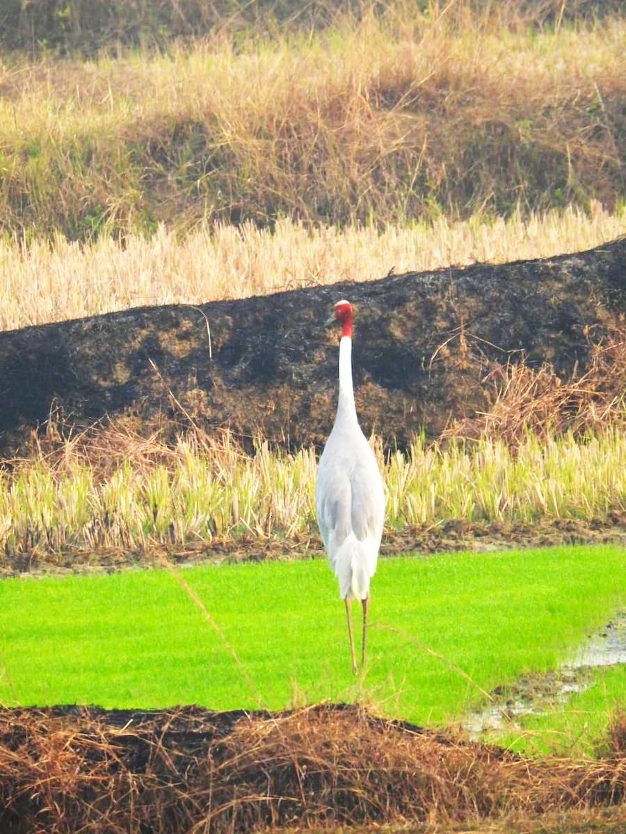 Sarus Crane - ML629696099