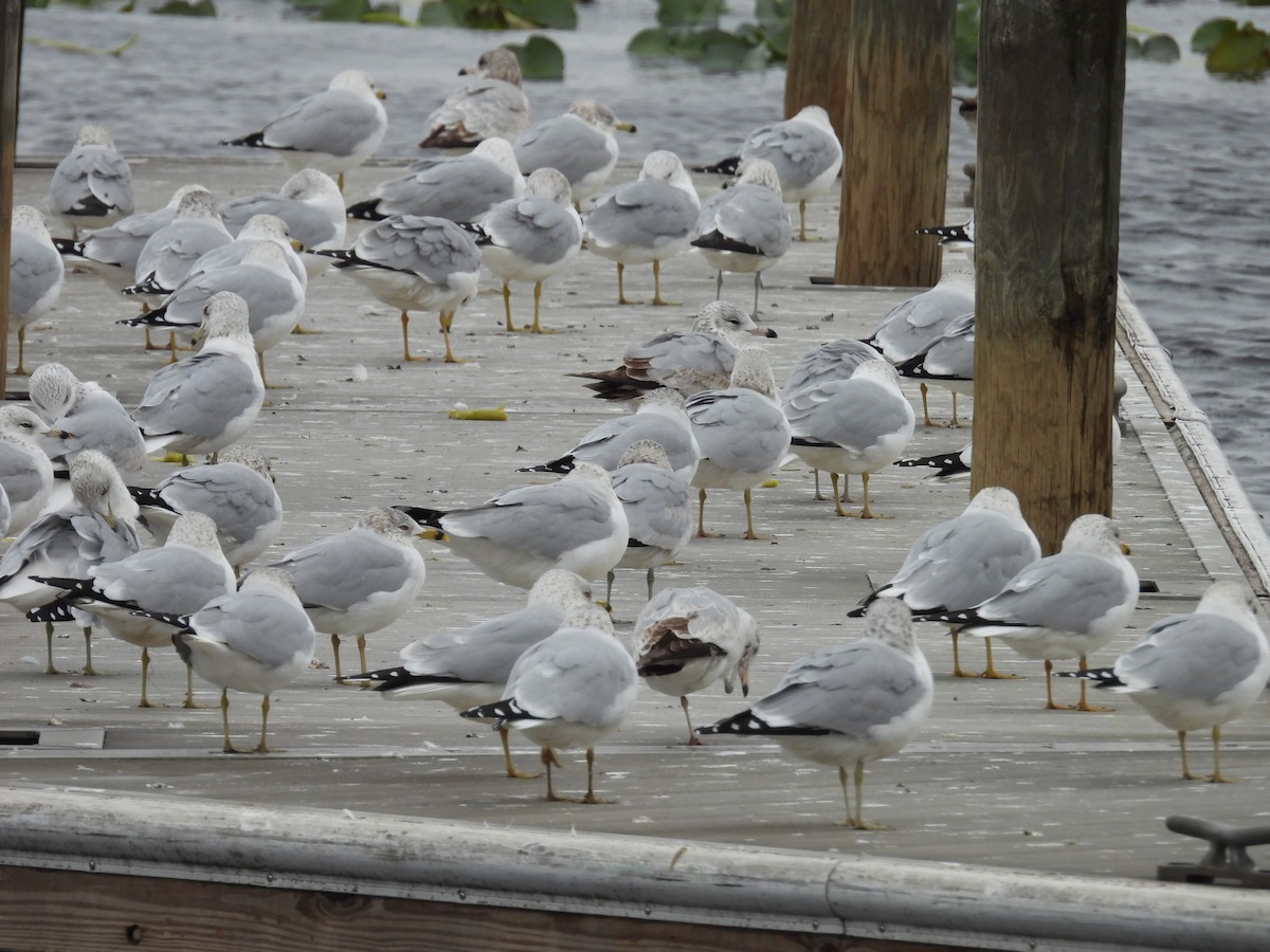 Ring-billed Gull - ML629696114