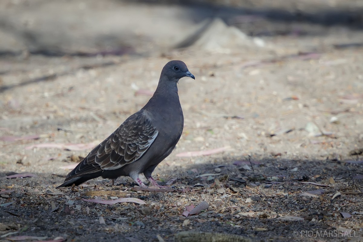Spot-winged Pigeon (albipennis) - ML629696177
