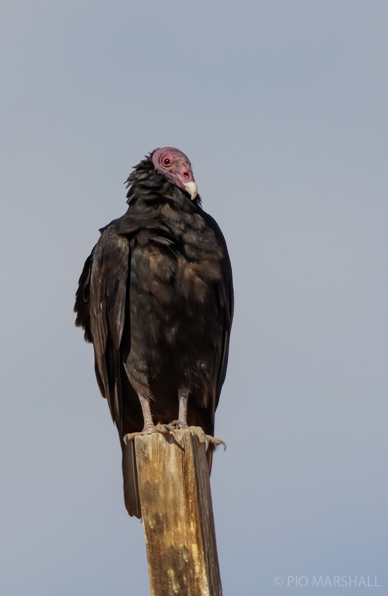 Turkey Vulture - ML629696184