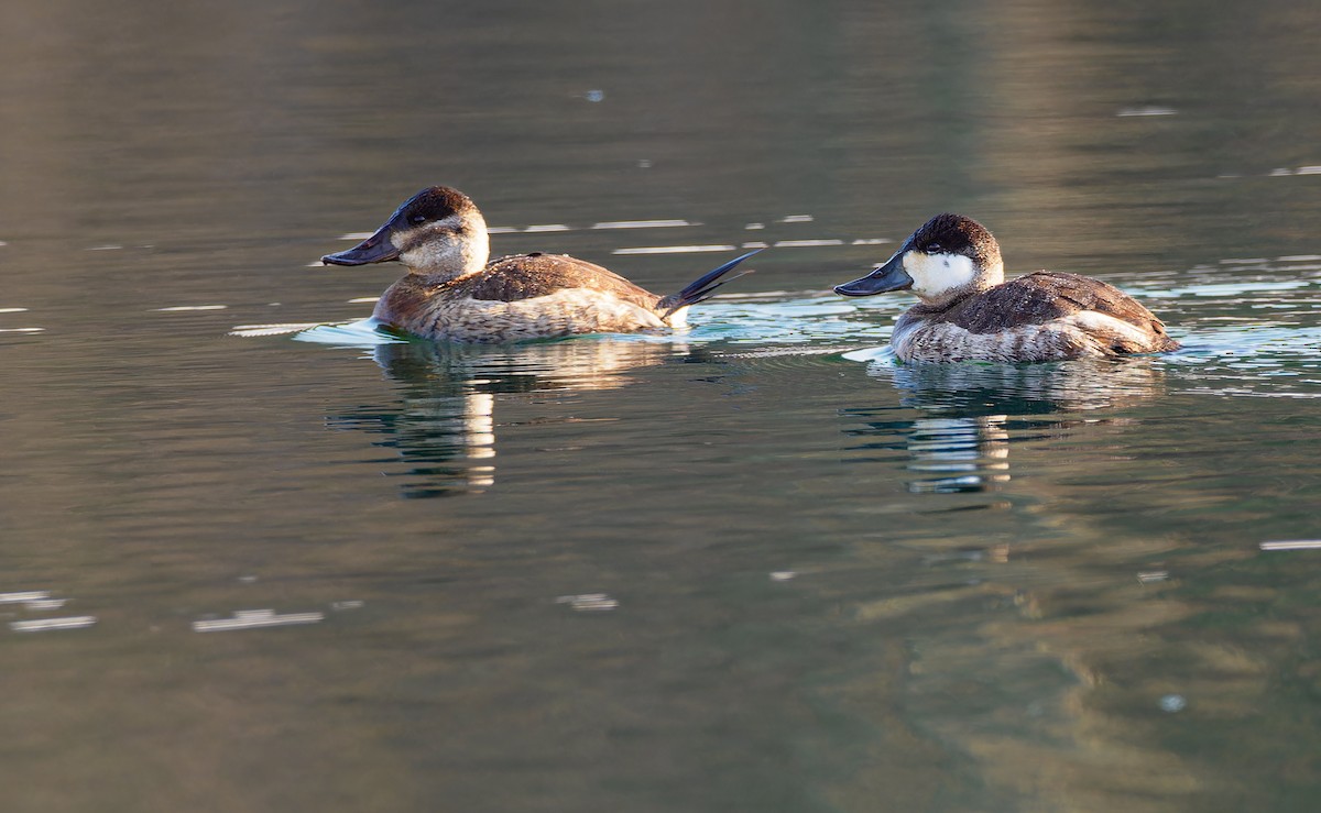 Ruddy Duck - ML629696211