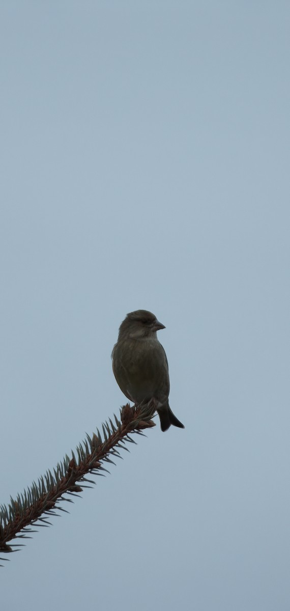 Эгэл ногоолдой - ML629696269