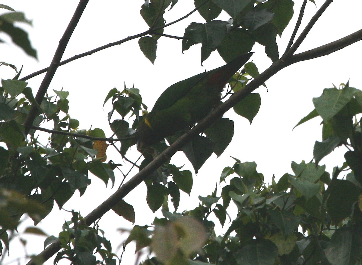 Brehm's Tiger-Parrot - ML629696380