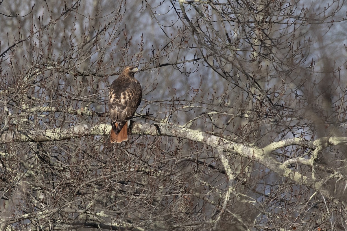 Red-tailed Hawk (abieticola) - ML629696391