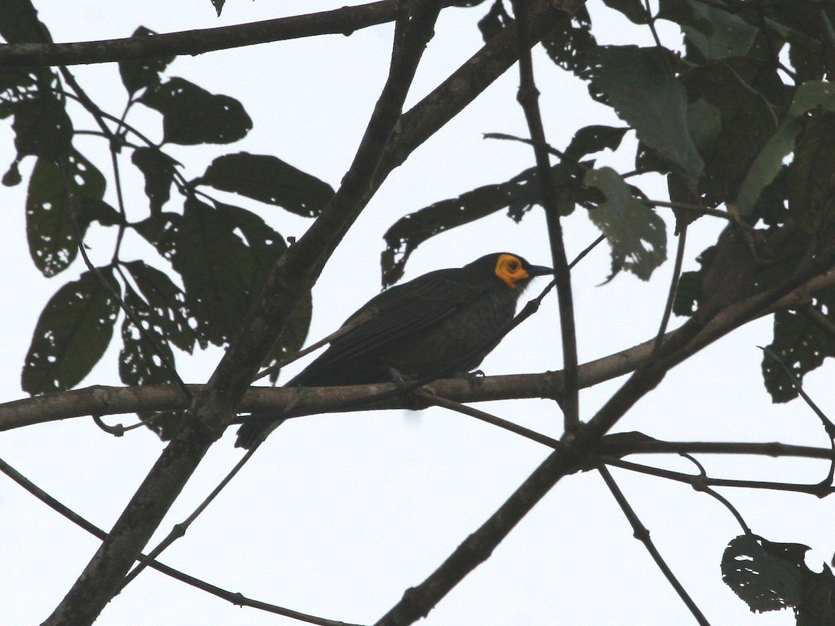Smoky Honeyeater - ML629696403