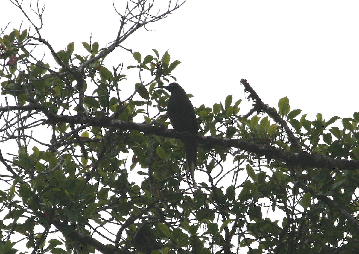 Brown Sicklebill - ML629696412