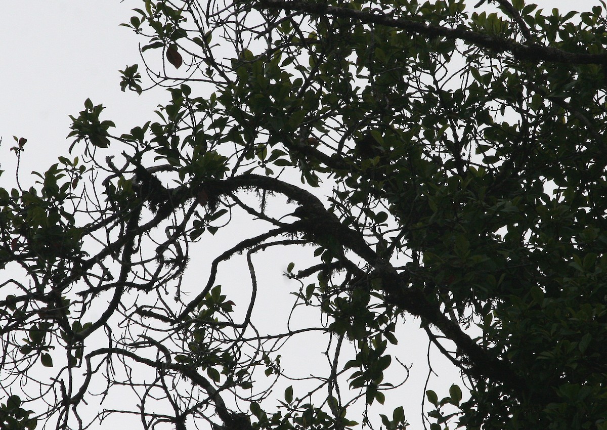 Brown Sicklebill - ML629696413