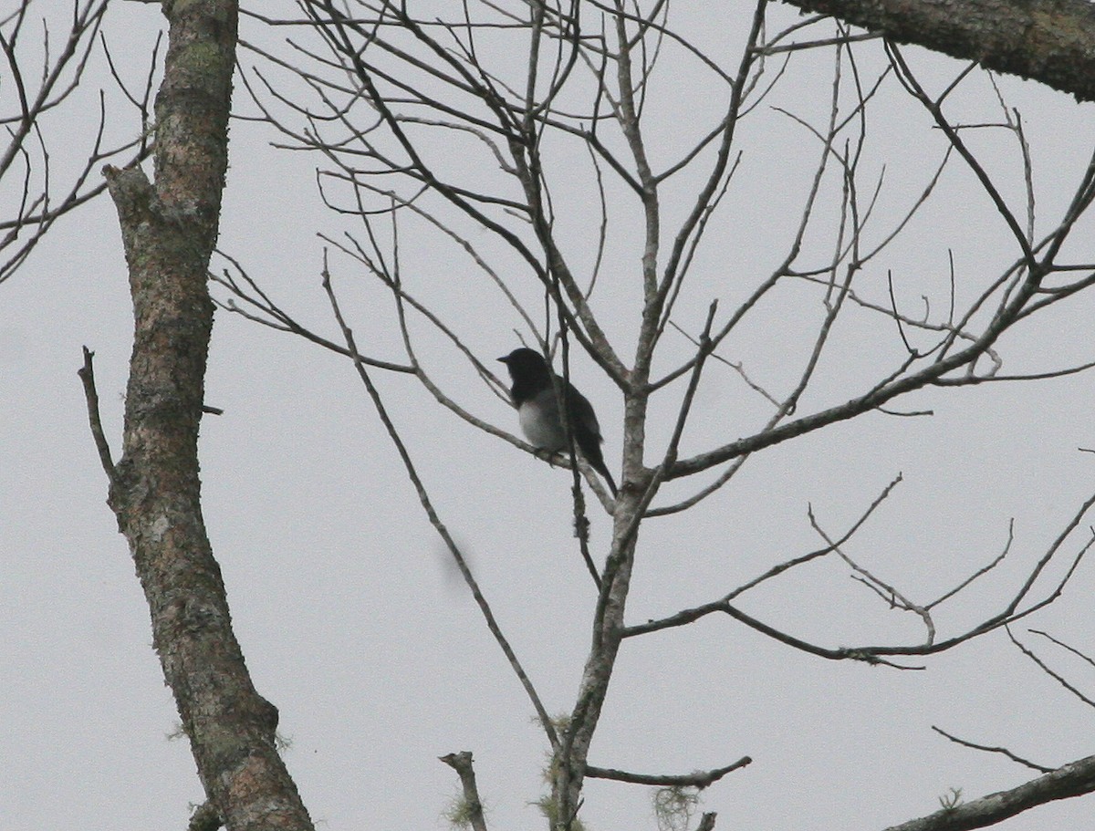 Black-headed Whistler - ML629696502