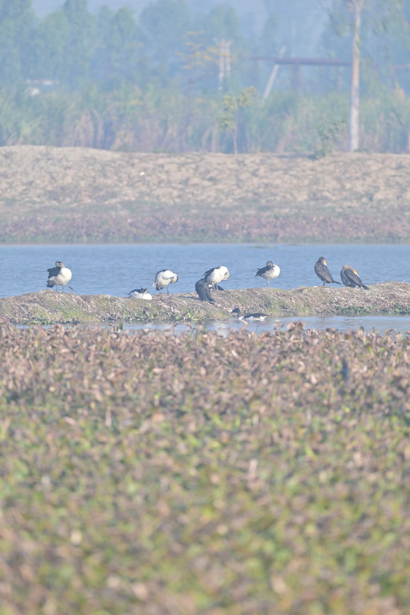 Knob-billed Duck - ML629696504