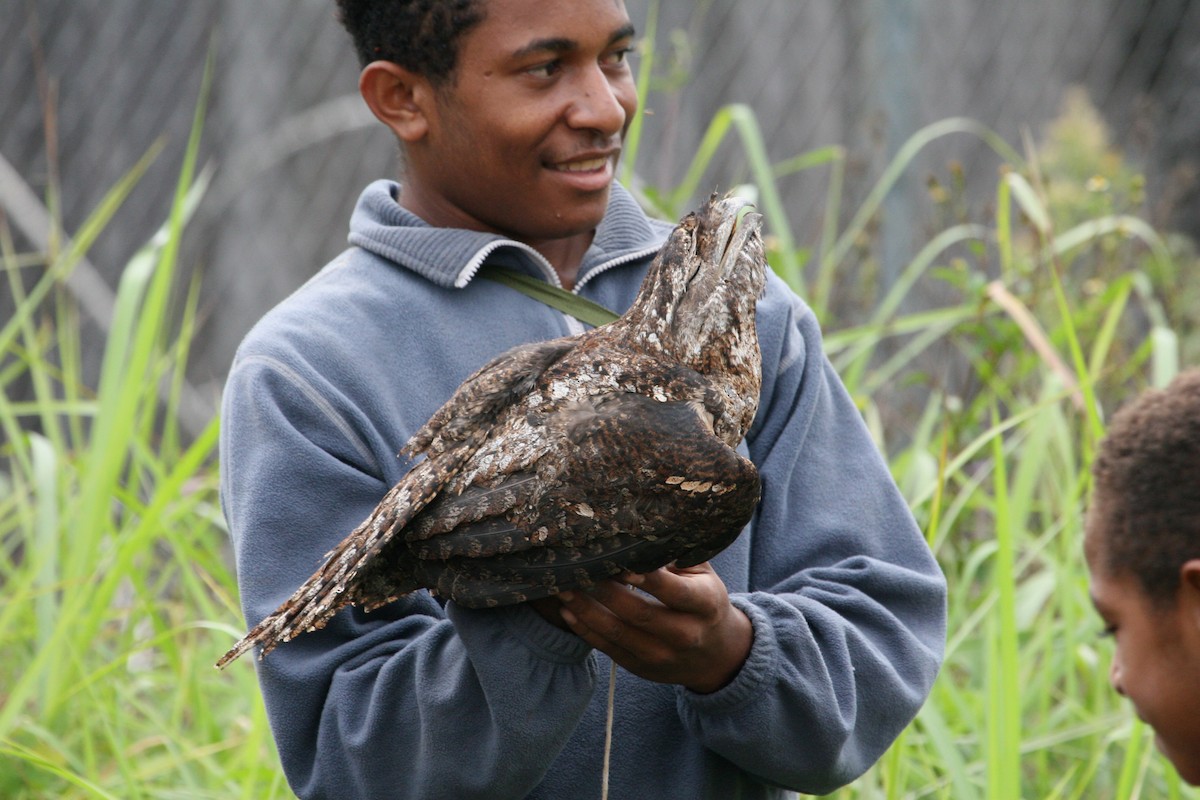 Papuan Frogmouth - ML629696507