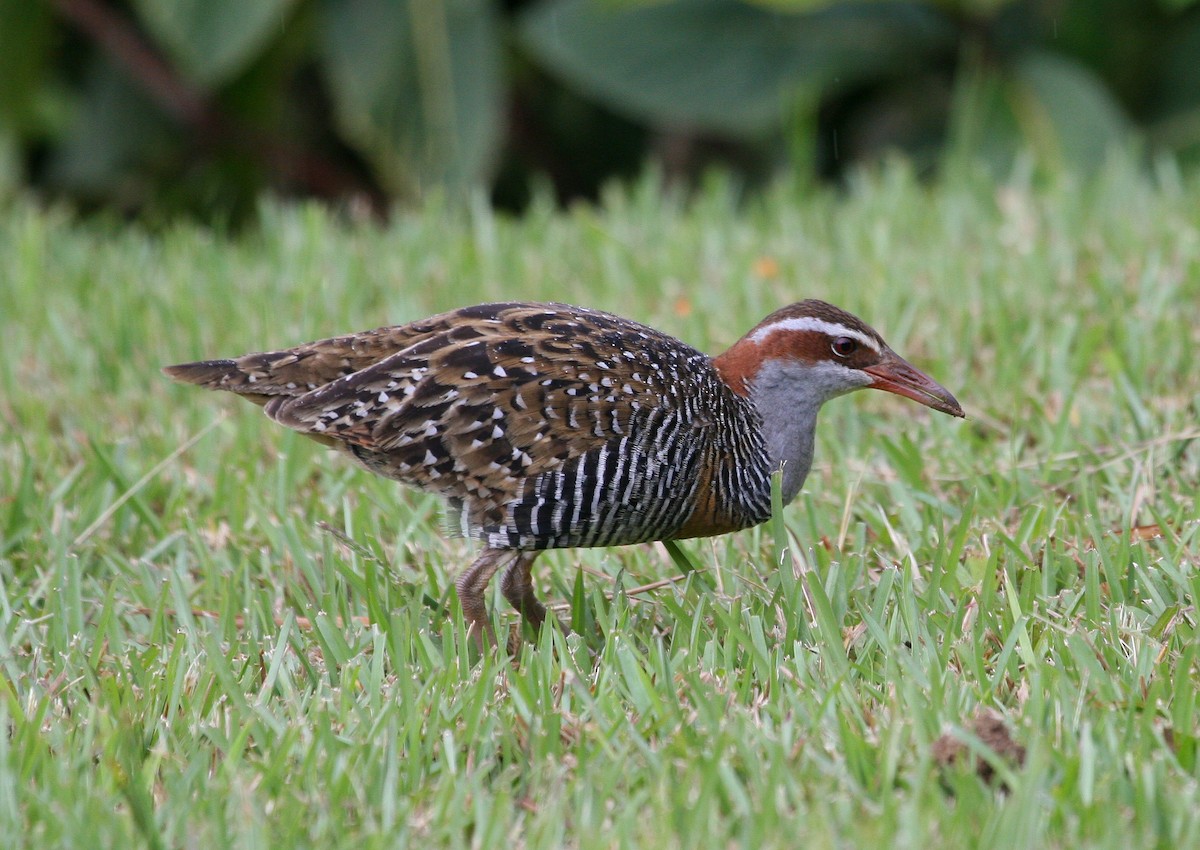 Buff-banded Rail - ML629696534