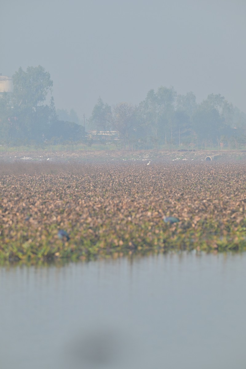 Gray-headed Swamphen - ML629696541