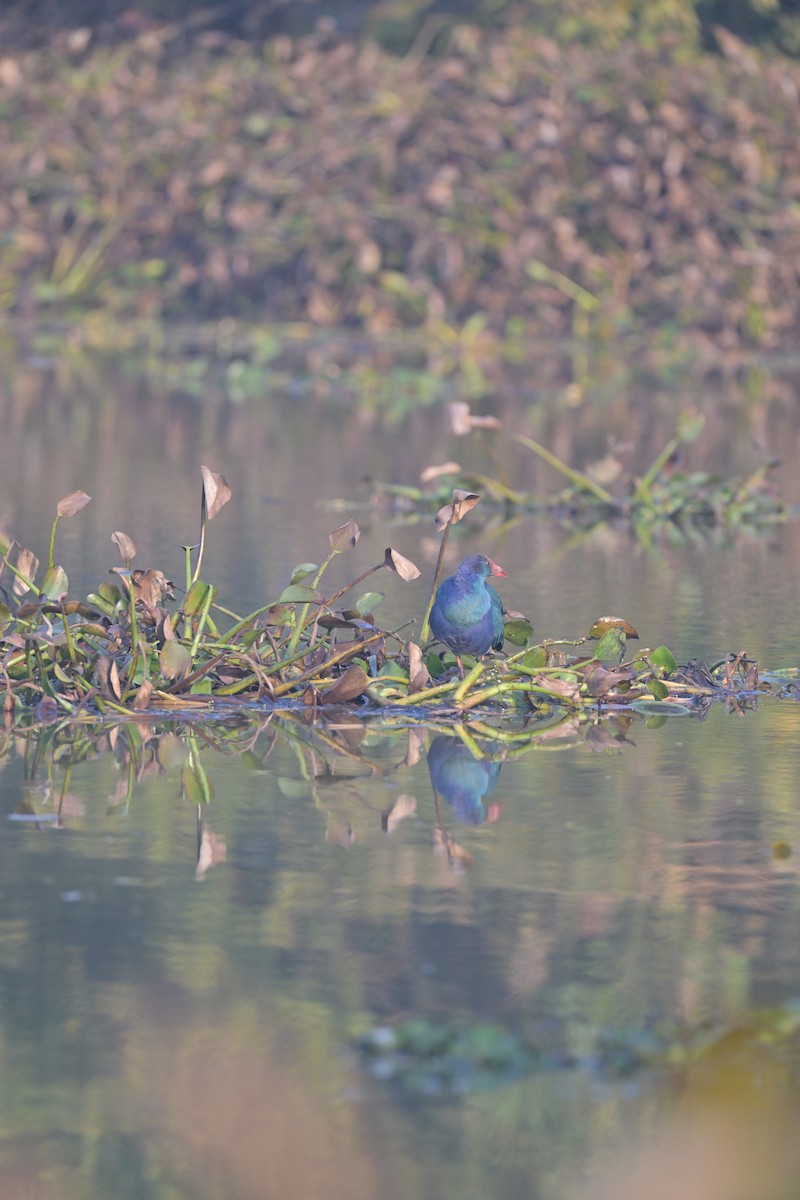 Gray-headed Swamphen - ML629696542