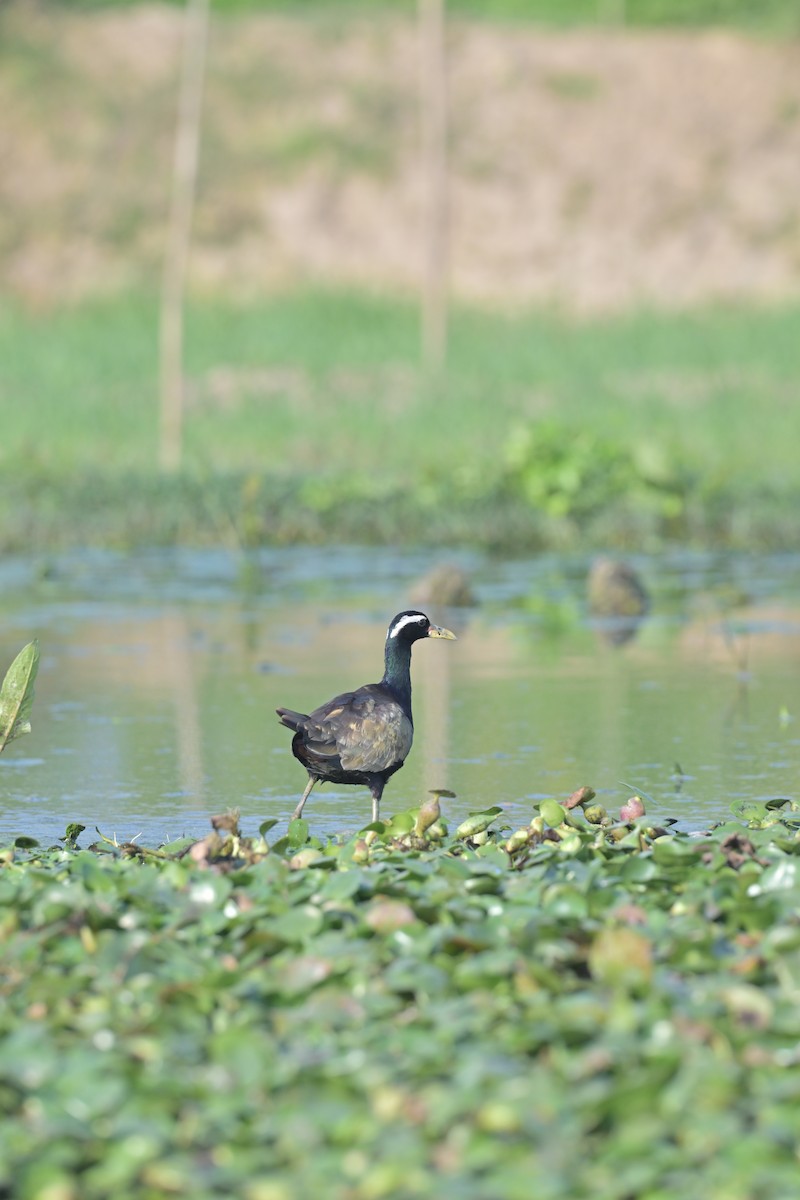 Bronze-winged Jacana - ML629696547