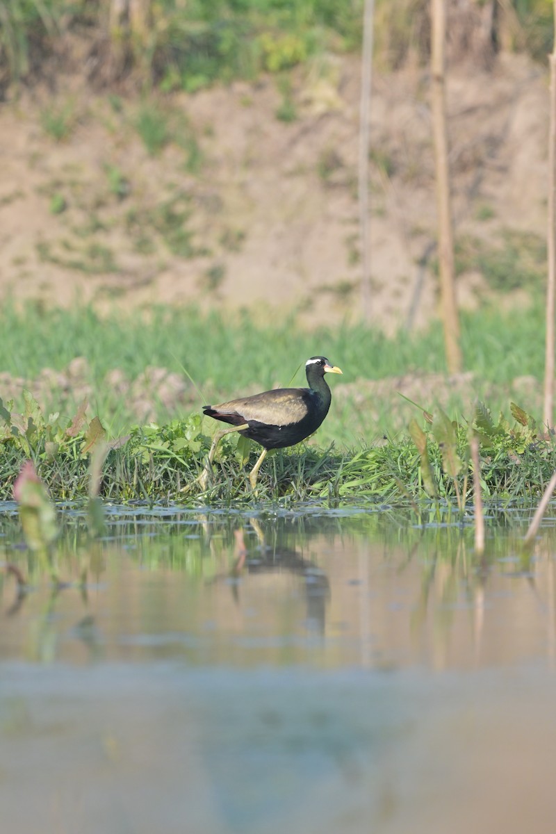 Bronze-winged Jacana - ML629696548