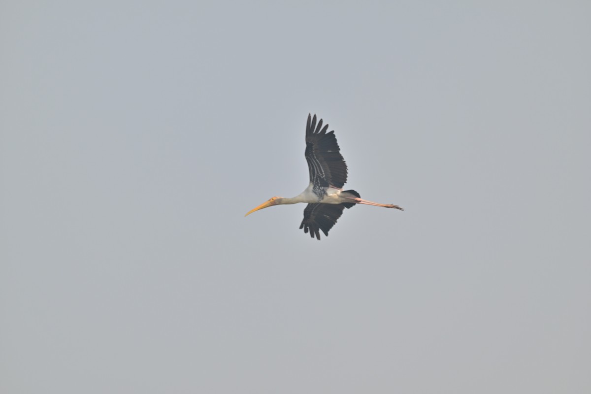 Painted Stork - ML629696553