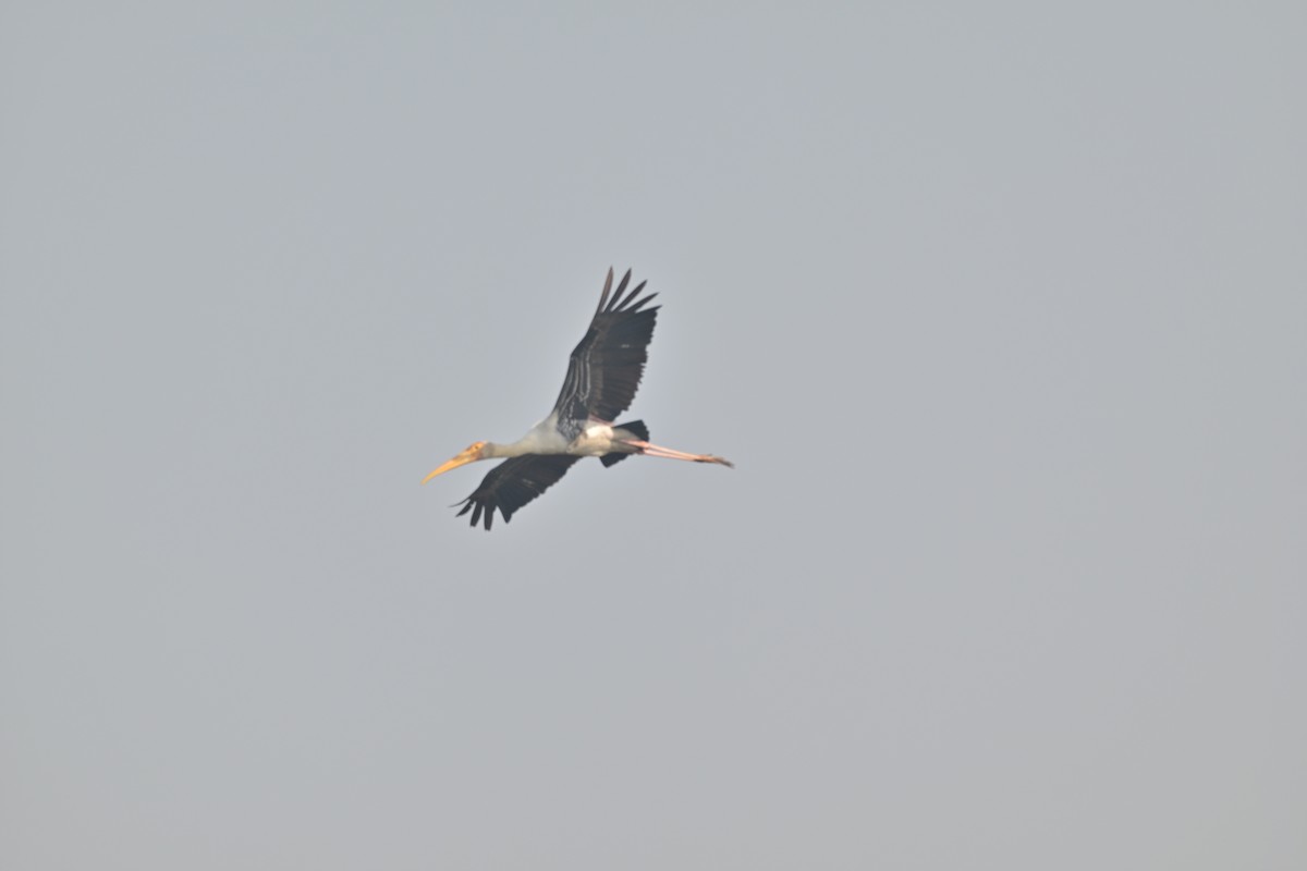 Painted Stork - ML629696554