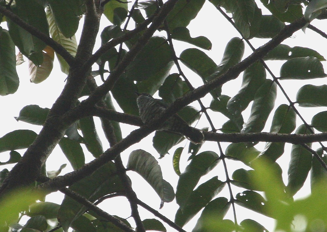 kukačka bělouchá - ML629696586