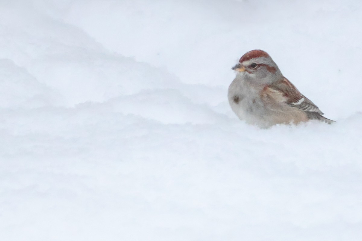 American Tree Sparrow - ML629696613